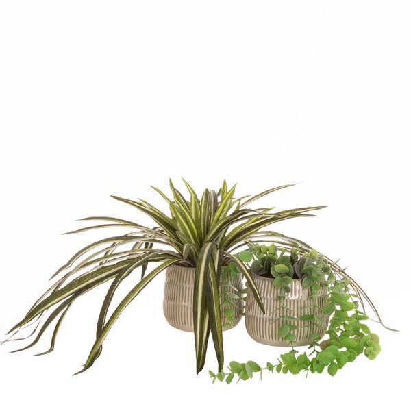 Scottish Everlastings Set of 2 Plants in Beige Rustic Ribbed Ceramic Pots (D)