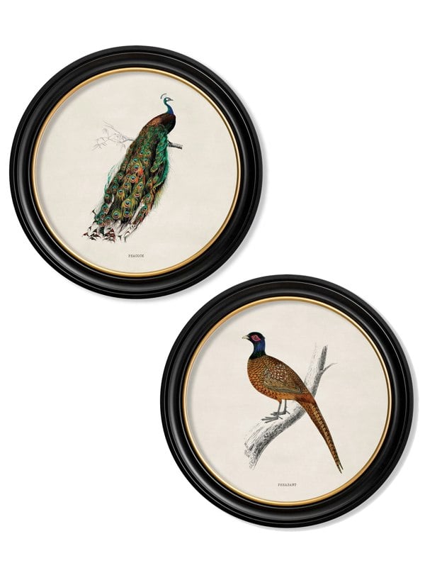 Exceptional Art c.1809 British Birds in Round Frames