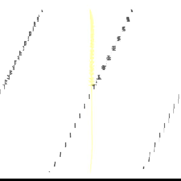 Hill Interiors Eremurus Stem Artificial Plant - Green - 