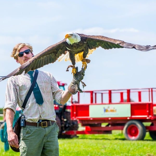 Virgin Experience Days Falconry Taster for Two