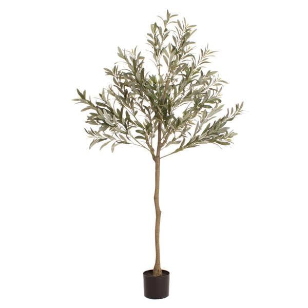 Scottish Everlastings 165cm Olive Tree