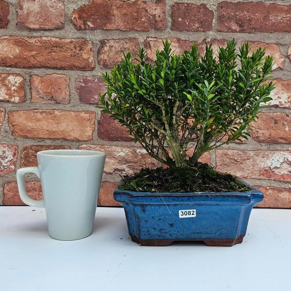 Yorkshire Bonsai Boxwood (Buxus Harlandii) Bonsai Tree | Broom | In 20cm Pot