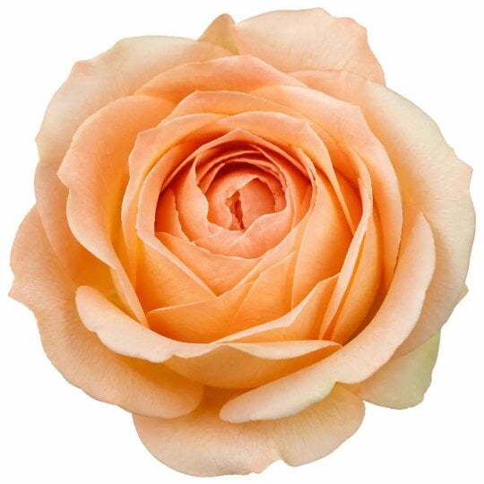 5L Rose Many Happy Returns Peach Rose Bush - Beautiful Flowering Garden Plant