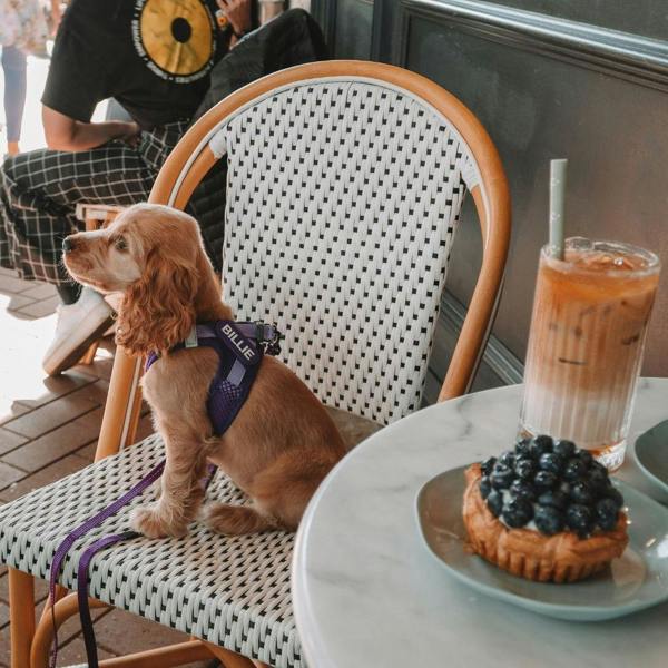 EzyDog FORMFIT® Mesh Dog Harness in Purple