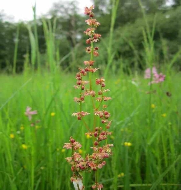 red sorrel seeds