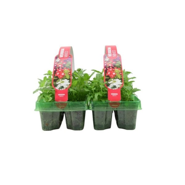 Verbena Blue 6 Pack x 2 - 12 Plants Vibrant Summer Garden Colour plants by post