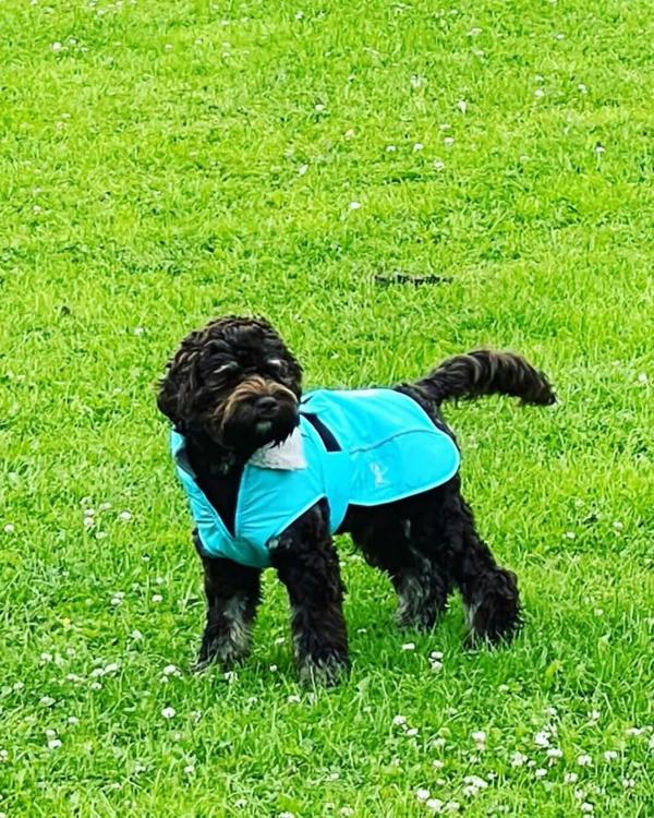 DRYBONES Waterproof Dog Coat