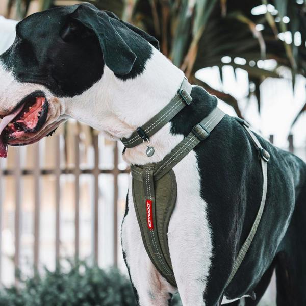 EzyDog Essential Adjustable Dog Collar in Green