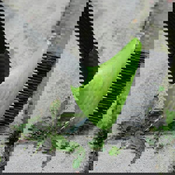 Gr8 Garden 3in1 Extendable Weed Brush Garden Patio Cleaner Moss Leaf Removal Scraping Tool