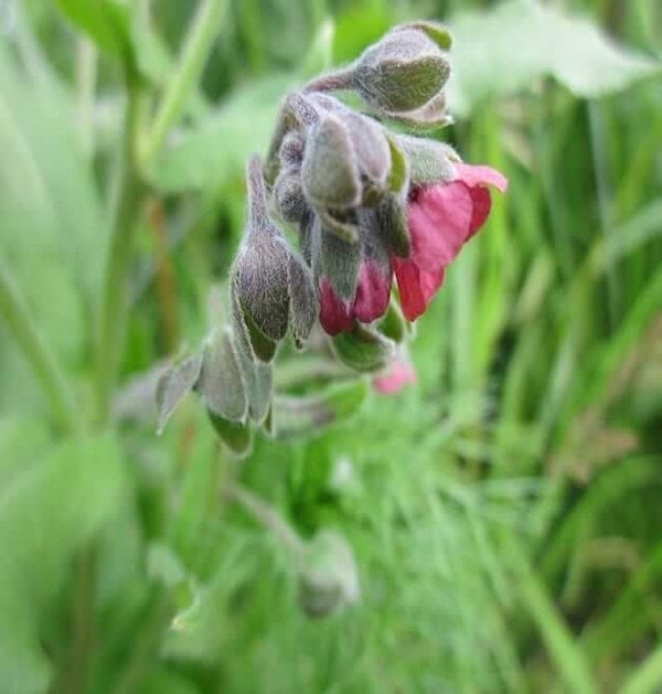 houndstongue seeds