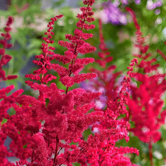 Astilbe Ton Glorie Red 2L Pot – Vibrant Red False Spirea Perennial Plant