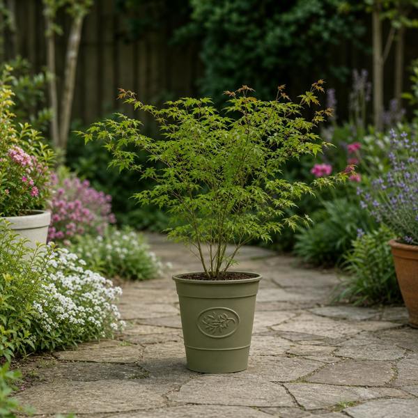 3L Acer Green Leaf in Pot Outdoor Tree for Patio & Garden