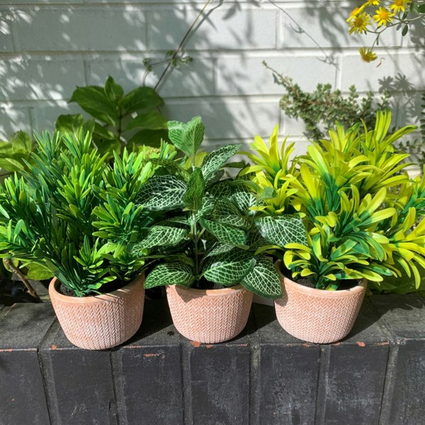 Leaf 22cm Foliage Honey Plant Light Green in Terracotta Pot