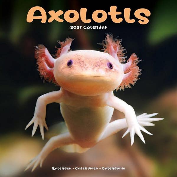 Axolotls Calendar 2027, Wall Calendars, Month To View, Animals, Gift