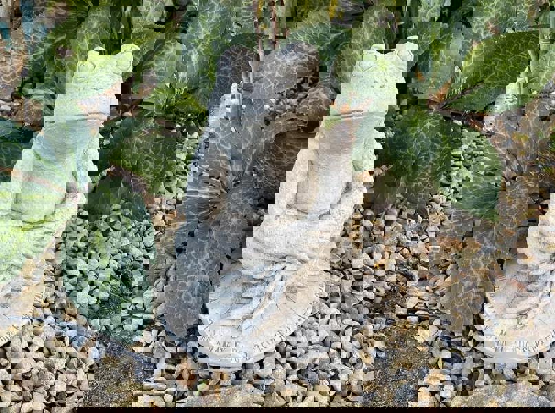 Cute Prince Frog Pond Ornament