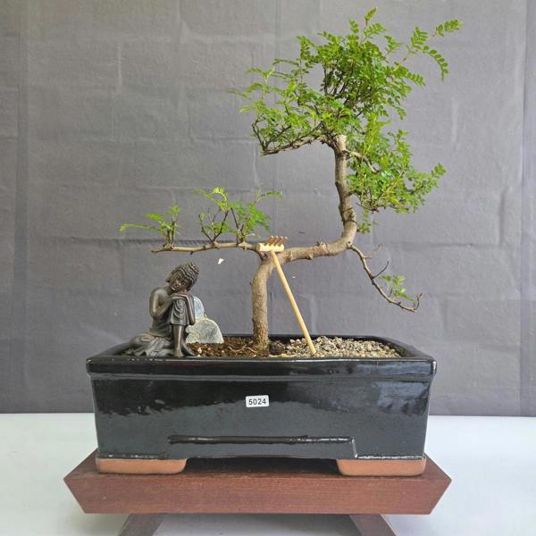 Yorkshire Bonsai Chinese Pepper (Zanthoxylum Pipertum) Bonsai Tree | Shaped | In 30cm Pot