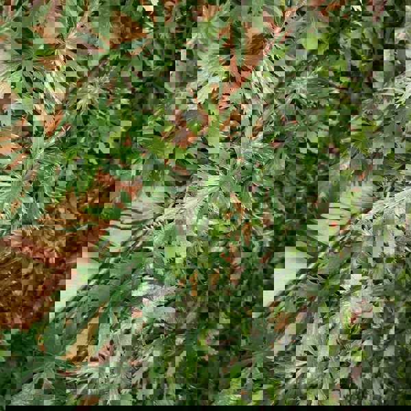 Samuel Alexander 100cm x 200cm Artificial Fence Garden Trellis Privacy Screening Indoor Outdoor Wall Panel - Green Acer