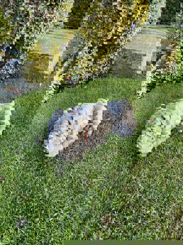 Lying Bulldog Small Garden Ornament