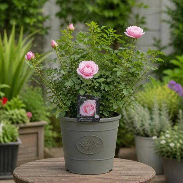3L Happy Silver Wedding Light Pink Rose Bush - Beautiful Flowering Plant Gift - Premium Plastic Olive Grey