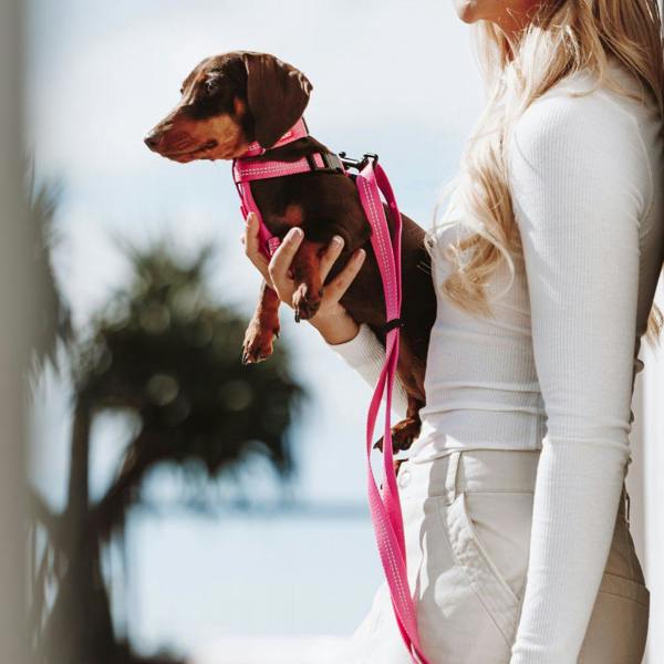 EzyDog Essential Adjustable Dog Collar in Pink