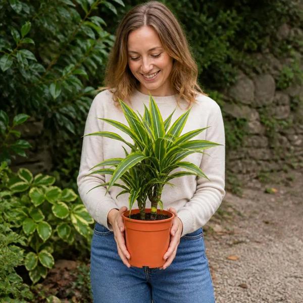 Dracaena Lemon Lime Dragon Tree 17cm Pot – Easy Care Indoor Houseplant