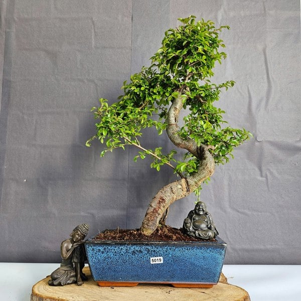 Yorkshire Bonsai Chinese Elm (Ulmus Parvifolia) Bonsai Tree | Shaped | In 25cm Pot