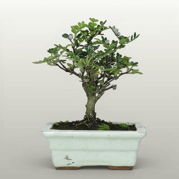 Chinese Pepper (Zanthoxylum Pipertum) Bonsai Tree | Broom | In 20cm Pot - Yorkshire Bonsai standardised image 20260605-142331