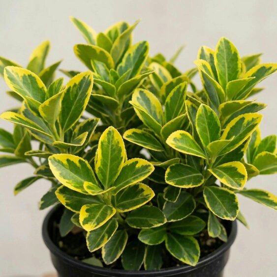 Euonymus Aureomarginatus Golden Variegated Evergreen Shrub 2L Pot