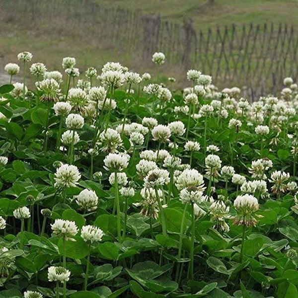 white wild garden flowers White wildflower seeds