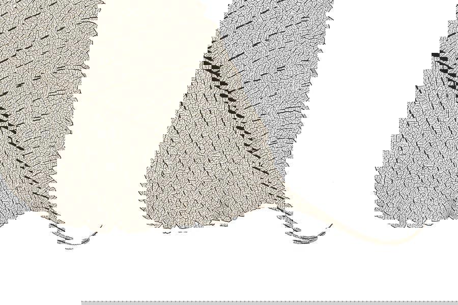 Fernlight Gallery Skeleton Leaf