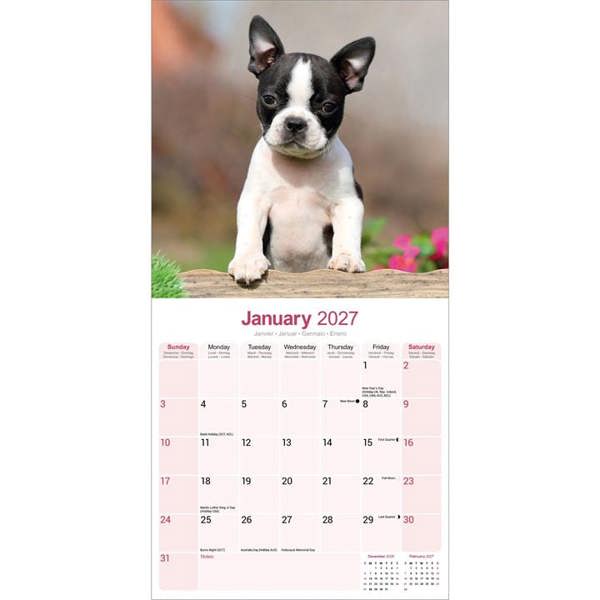 Boston Terrier Calendar 2027, Wall Calendars, Month To View, Dogs, Gift
