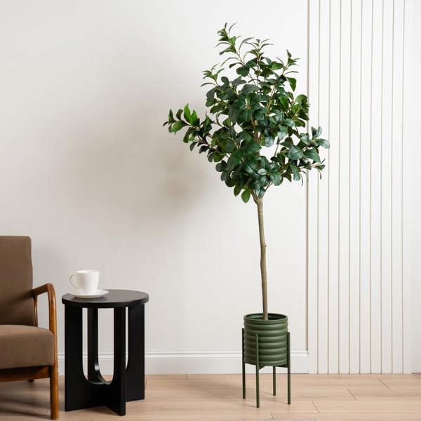 Scottish Everlastings 160cm Peperomia Tree