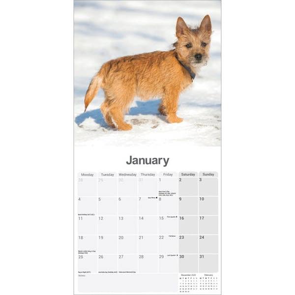 Cairn Terrier Calendar 2027, Wall Calendars, Month To View, Dogs, Gift
