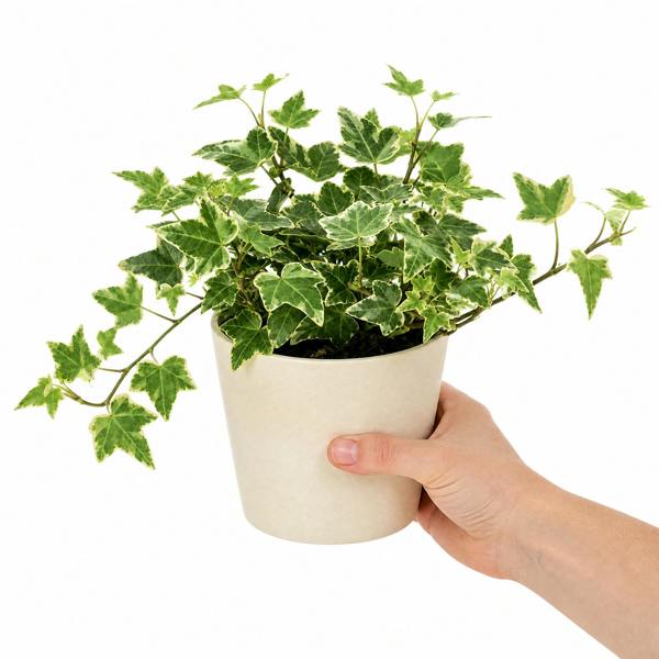 Hedera Variegated Ivy 12cm Pot Plants By Post