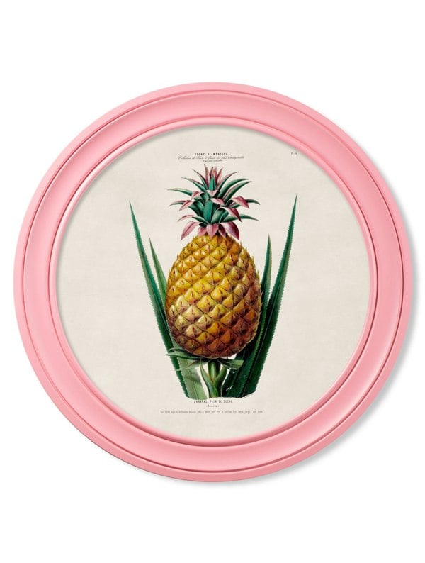 Exceptional Art c.1843 Pineapple Plant - Round Frame Pink