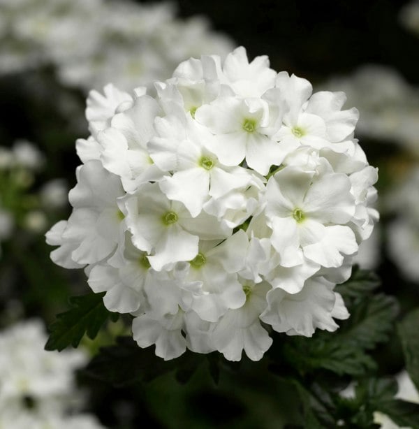Verbena Lanai White 9cm In Recyclable Pots x 3 Plants