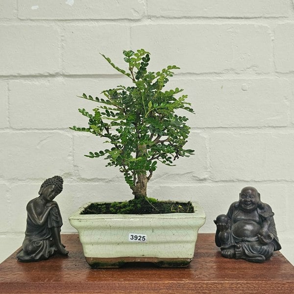 Yorkshire Bonsai Chinese Pepper (Zanthoxylum Pipertum) Bonsai Tree | Broom | In 15cm Pot