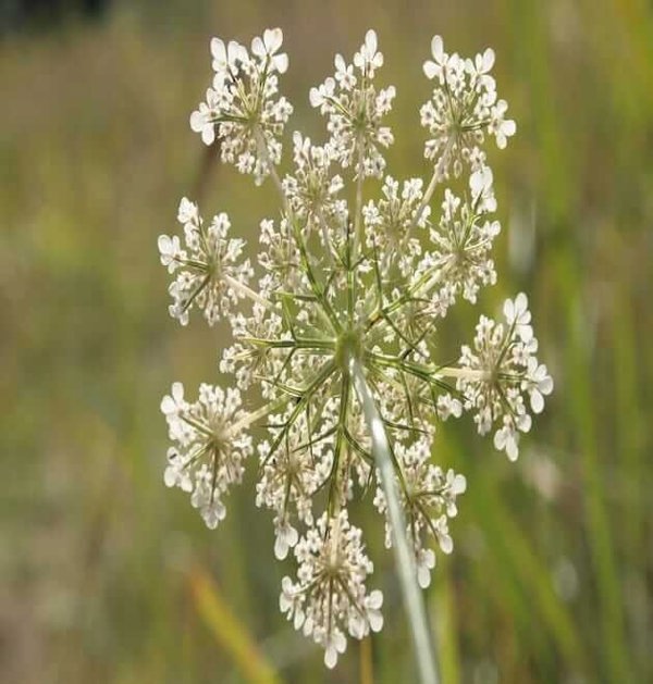 wild-carrot