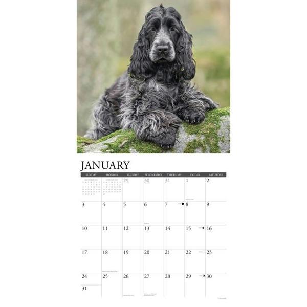 Cocker Spaniels Calendar 2027, Wall Calendars, Month To View, Dogs, Gift