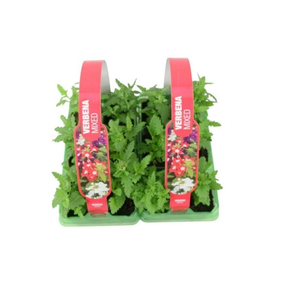 Verbena Blue 6 Pack x 2 - 12 Plants Vibrant Summer Garden Colour plants by post