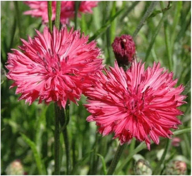 Cornflower Tall double Red seeds