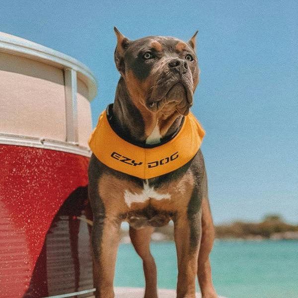 EzyDog DFD X2 Boost Dog Life Jacket in Yellow