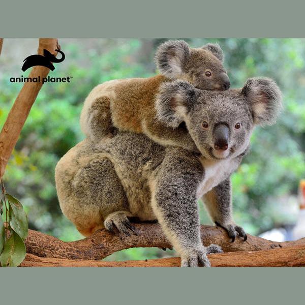 Prime 3D Puzzles Prime 3D Animal Planet Koalas 500 Piece Puzzle