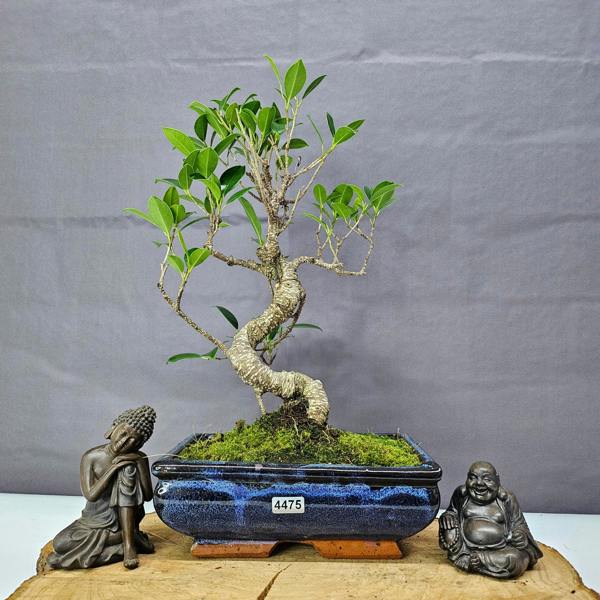 Yorkshire Bonsai Ficus Microcarpa (Banyan Fig) Indoor Bonsai Tree | Shaped | In 20cm Pot