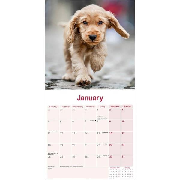 English Cocker Spaniel Calendar 2027, Wall Calendars, Month To View, Dogs, Gift