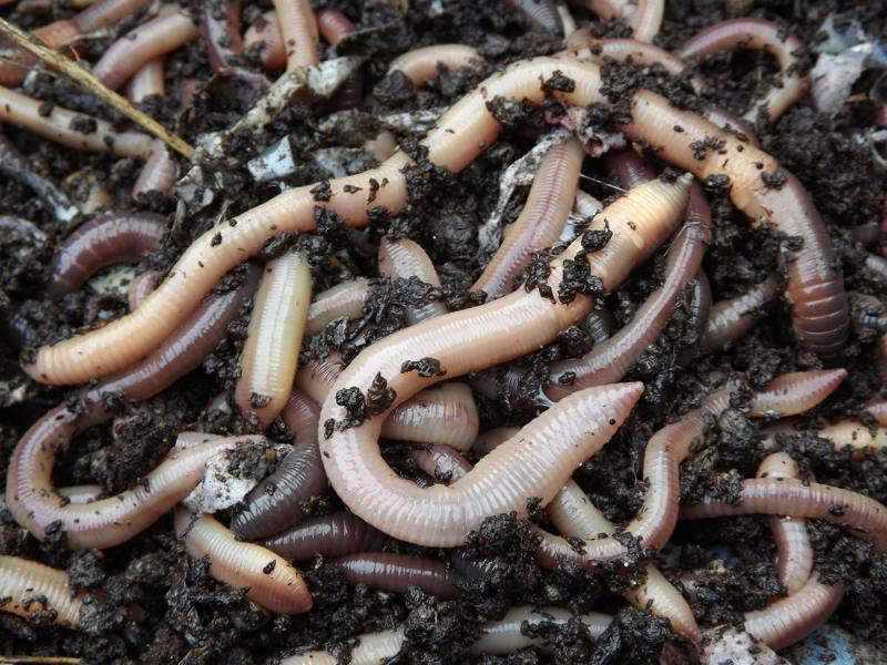 LOB WORMS - Large/Med