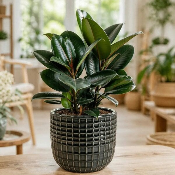 Ficus Robusta Rubber Plant – Elegant Glossy Green Foliage Indoor Houseplant
