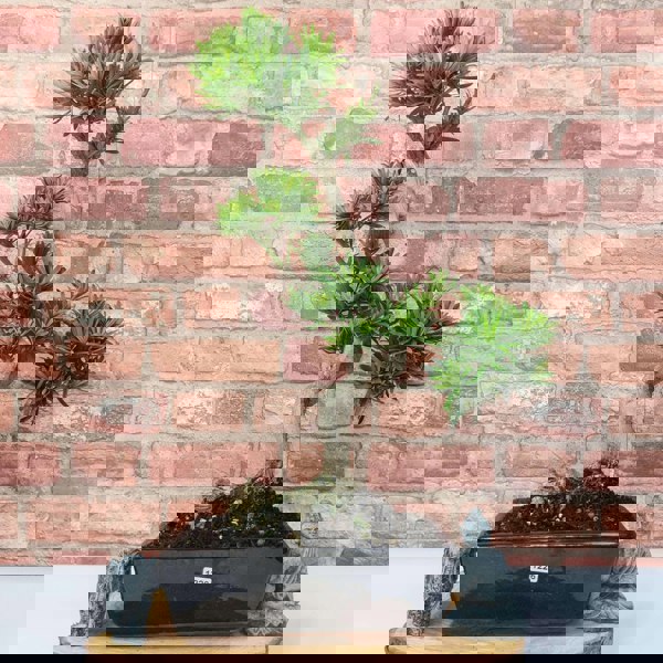 Buddhist Pine (Podocarpus Micro) Bonsai Tree | Shaped | In 25cm Pot