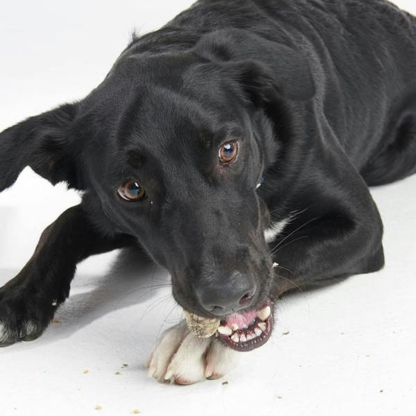 Fish 4 Dogs Fish4Dogs Dental Sea Jerky Fish Knots 500g