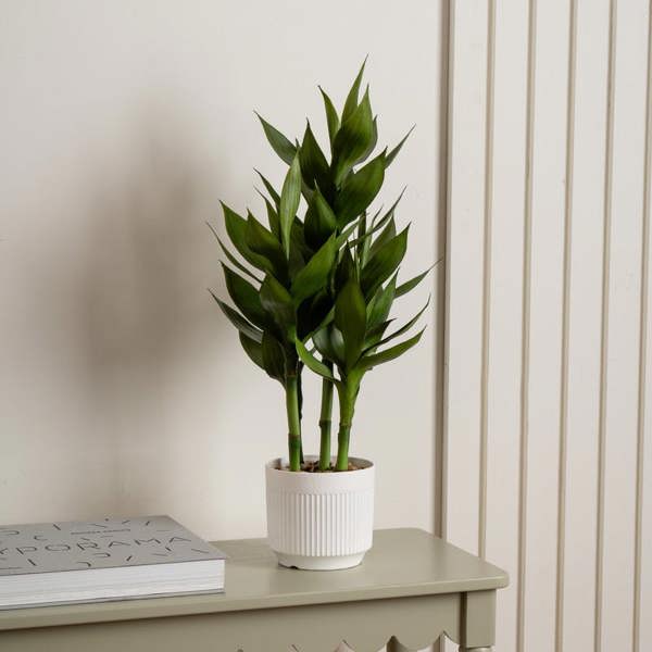 Scottish Everlastings 60cm Lucky Bamboo in White Plastic Pot